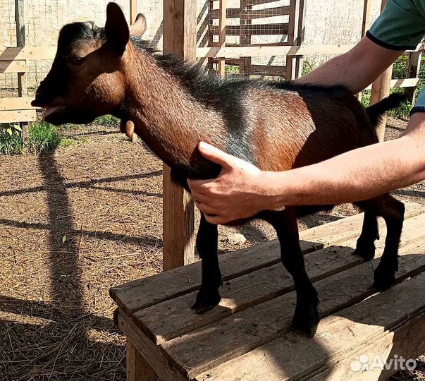 Камерунские козлики без брака