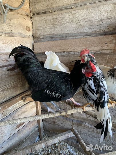 Петух Адлерский серебристый