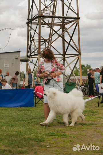 Вязка Самоедская лайка, самоед