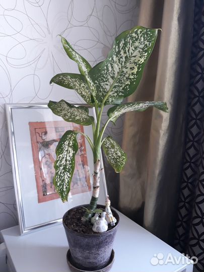 Диффенбахия