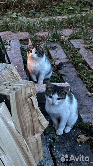 Котята в добрые руки