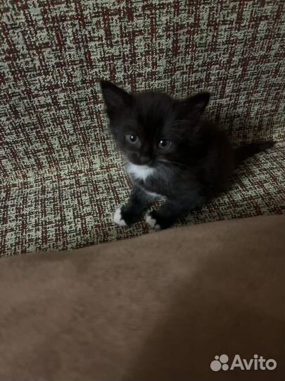 Красивые котята