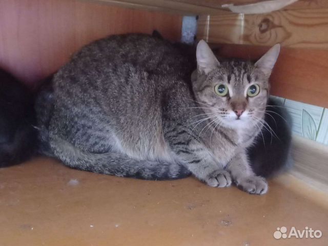 Кошка Мия ищет дом