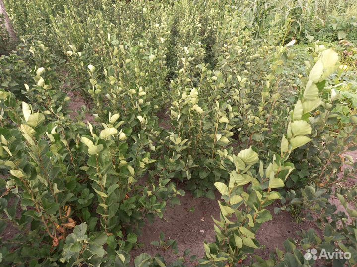 Саженцы боярышника