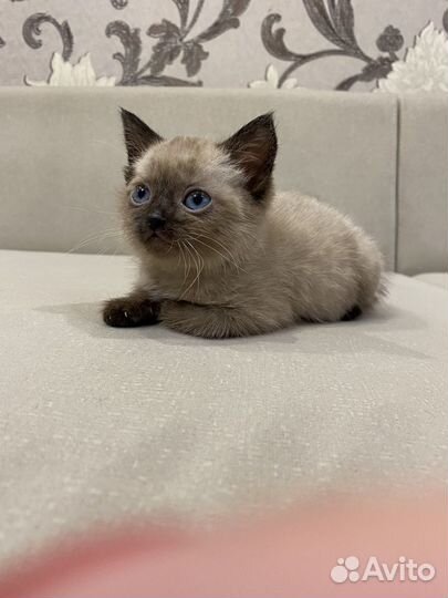 Сиамские котята (кошечки)