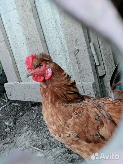 Петухи и молодые карликовые курочки