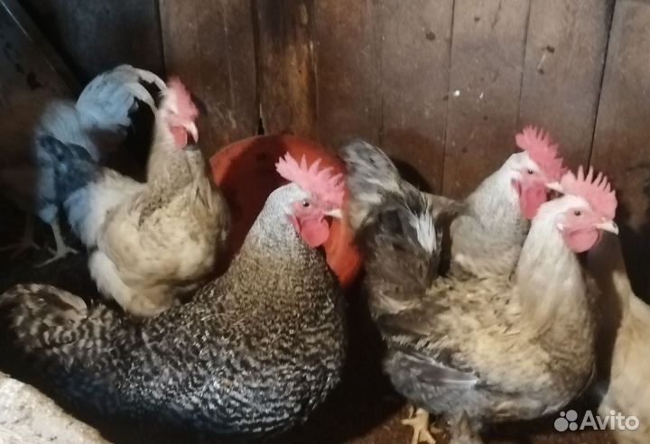 Молодые петушки