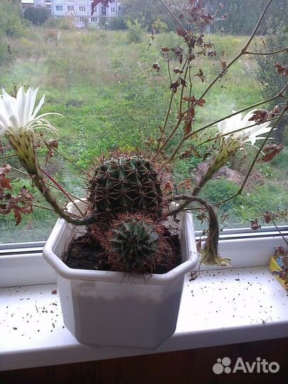 Цветы комнатные.Кактусы для посадки,отростки