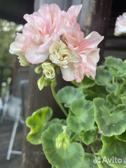 Пеларгонии сортовые