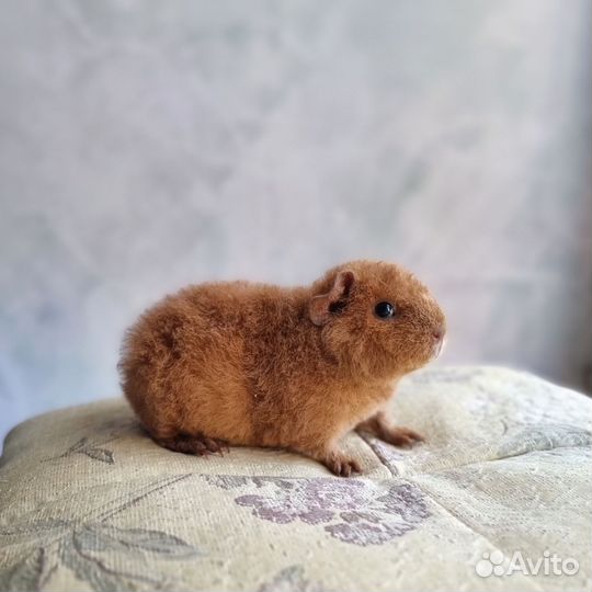 Морские свинки американский тедди девочки