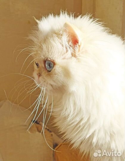 Британская длинношерстная кошка