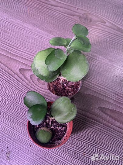 Хойи сортовые 1