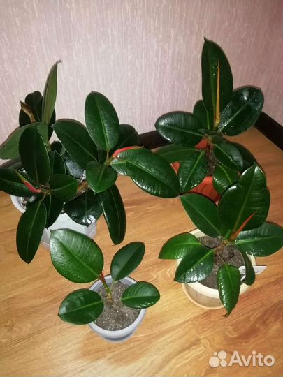 Фикус Эластика (Каучуконосный)