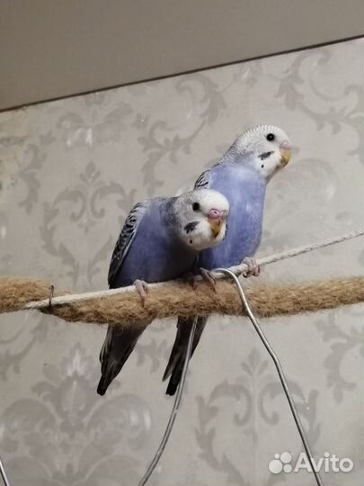 Попугай волнистый мальчик
