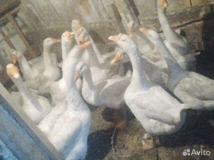 Продам гусей живым весом