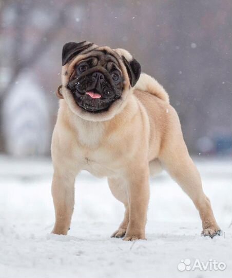 Мопс вязка мальчик