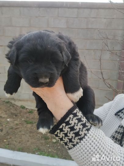 Помесь немецкой овчарки