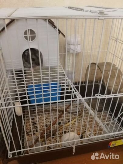 Джунгарские хомяки