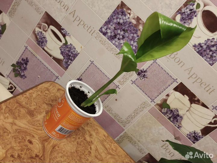 Спатифиллум