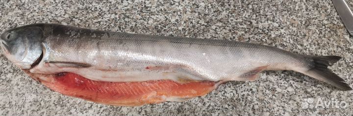 Кета потрошёная с головой
