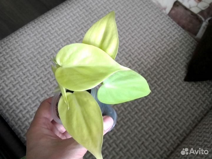 Филодендроны