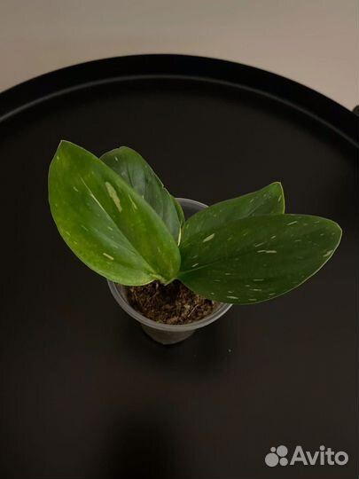 Филодендрон Кобра