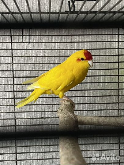 Попугаи вместе с клеткой