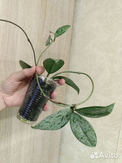 Красивые хойи