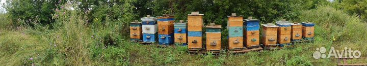 Пчелосемьи на высадку