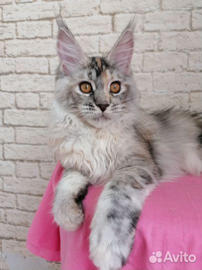 Кошка мейн-кун