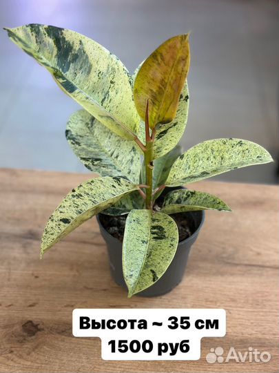 Фикусы разные