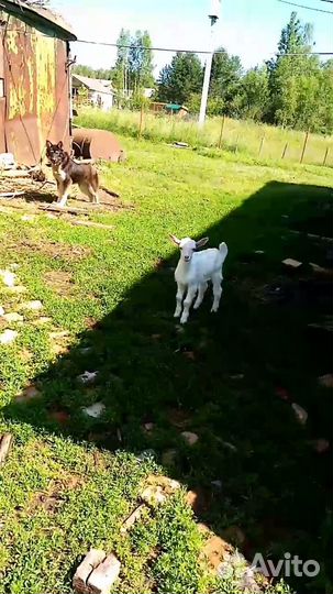 Козлик 01.06.2023года рождения