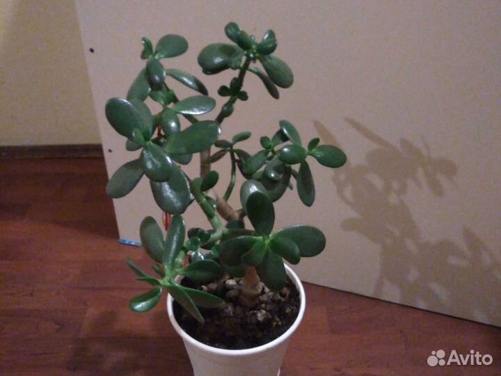 Дерево денег толстянка