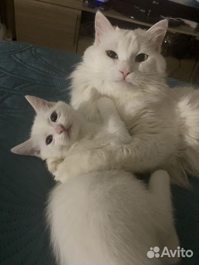 Котенок девочка