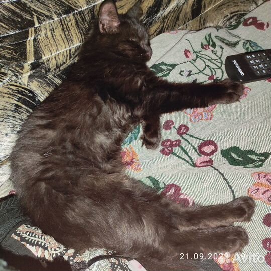 Потеряшка кошечка