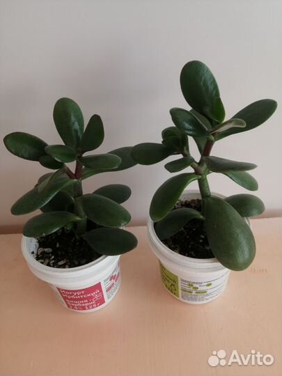 Сансевиерия Цилиндрика, толстянка