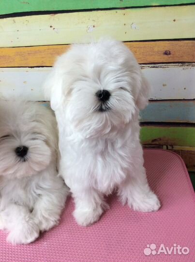 Мальтийская болонка Мальтезе