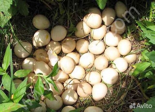 Продаём яйцо фазана