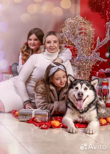 Аренда собаки для фотосессии