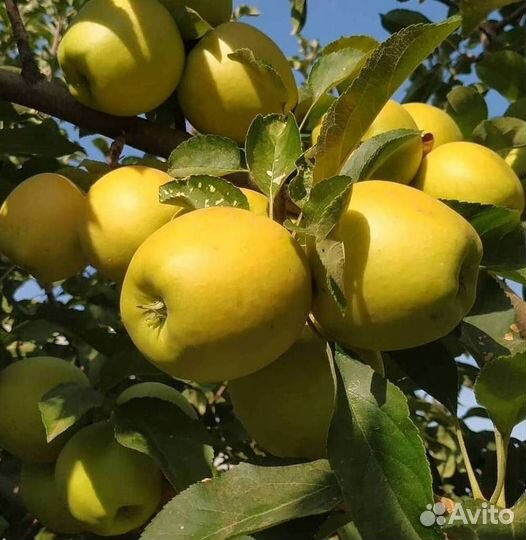 Саженцы яблони Голден