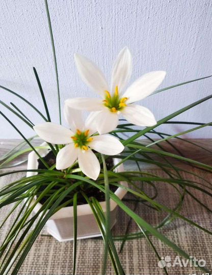 Цветок выскочка. Белый цв