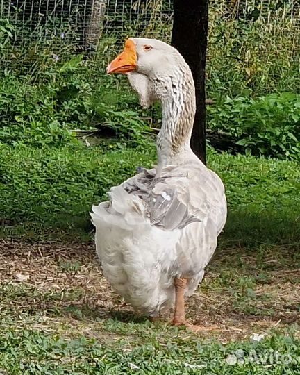Холмогорские гуси редкого окраса