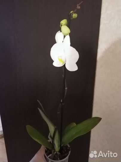 Орхидея фаленопсис