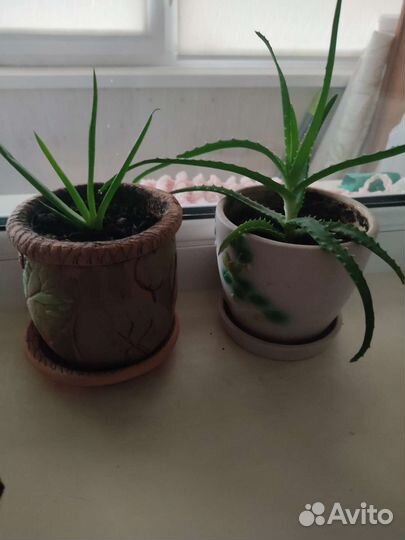 Комнатные цветы алоэ