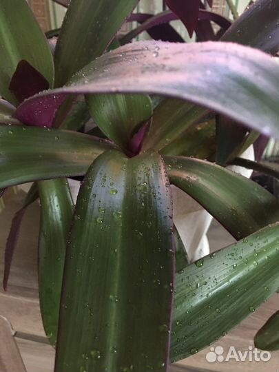 Хлорофитум,рэо