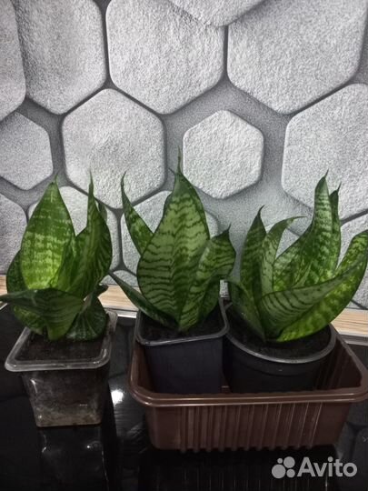 Сансевьера ханни