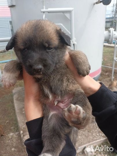 Щенки малыши