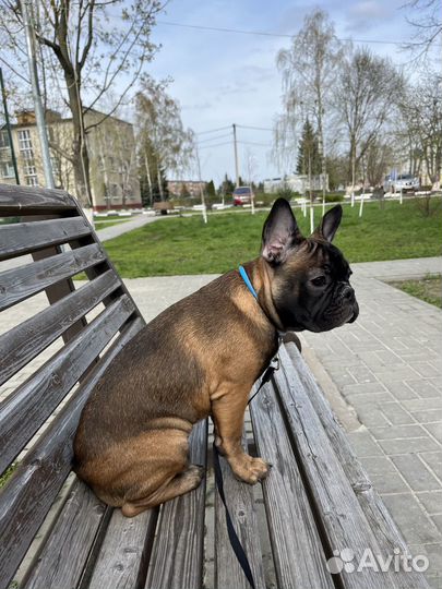 Вязка французкий будьдог