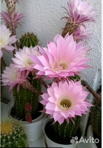 Продам, отростки цветущего кактуса