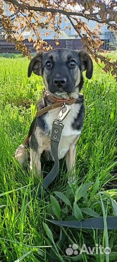 Ищет дом щенок не крупной Собачки Леди